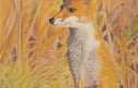 Giclee Art Prints - Animals