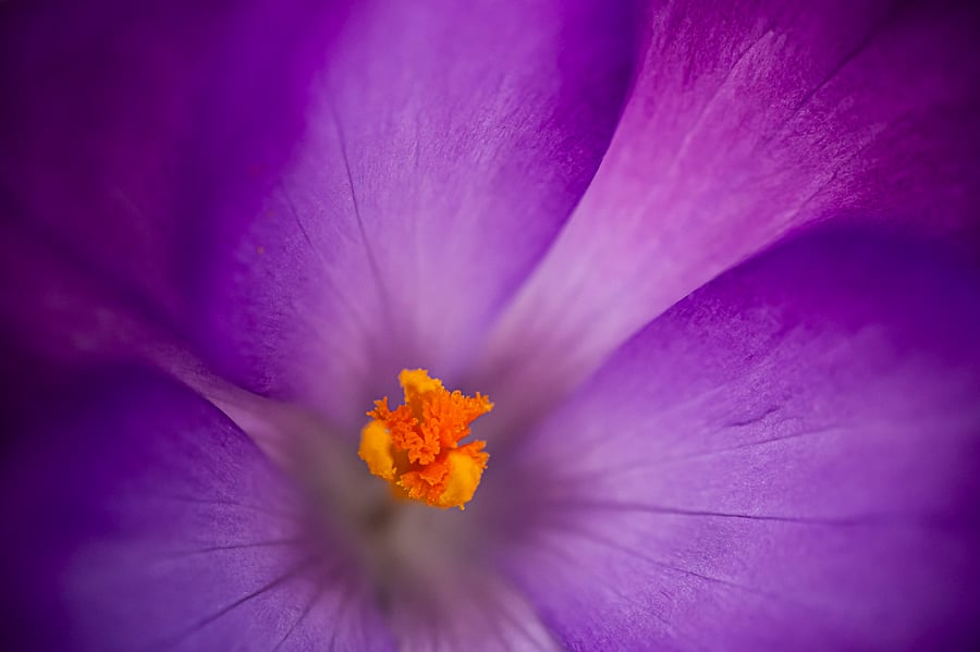 Crocus Heart - Photography Print (unframed, unmounted)