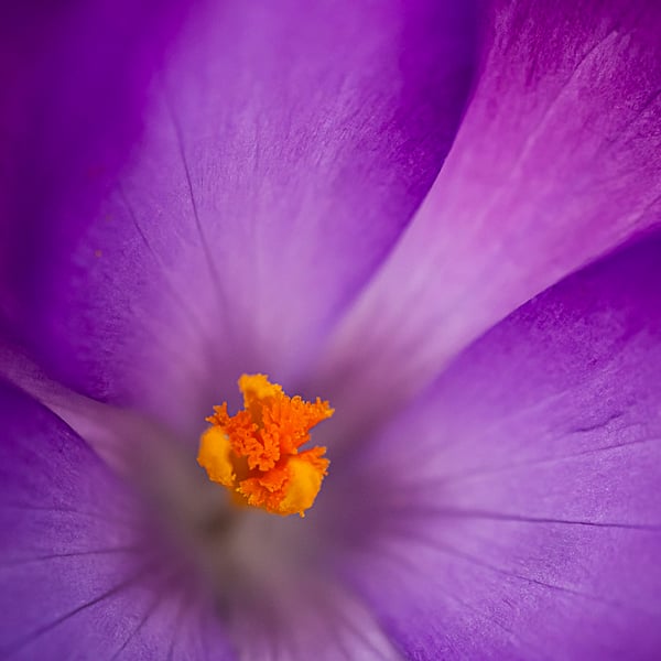 Crocus Heart - Photography Print (unframed, unmounted)