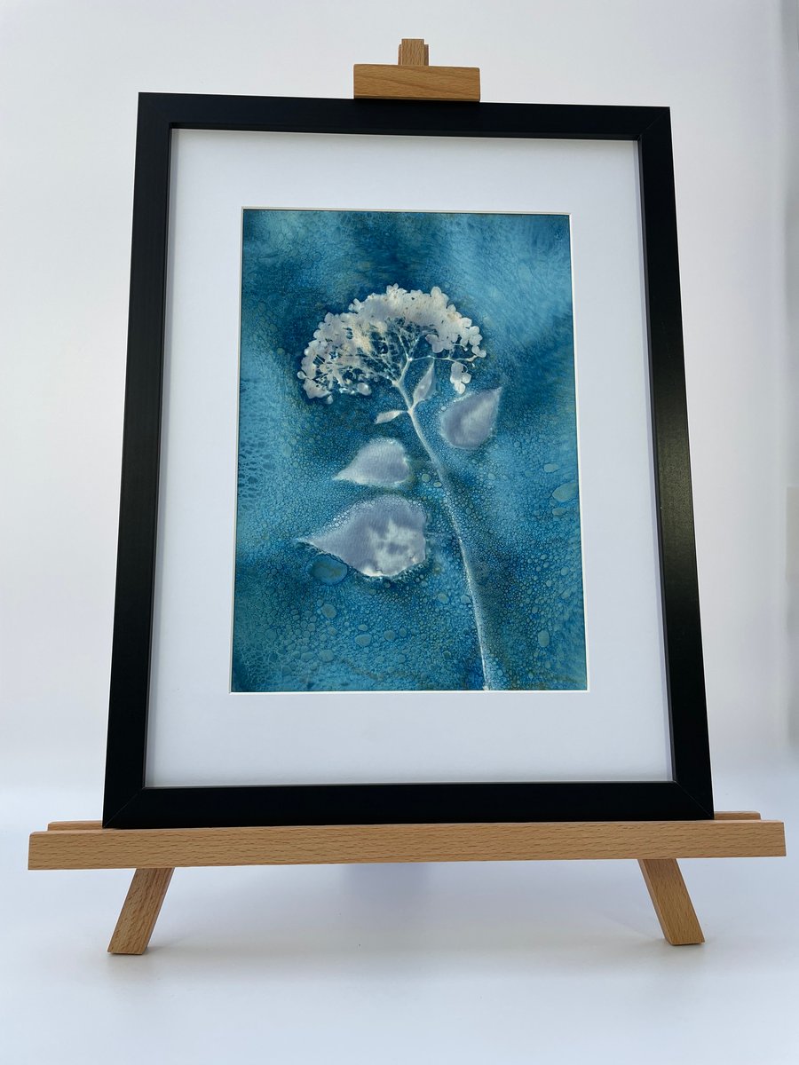 Cyanotype Art, Botanical Art -Hydrangea Flower - a puff ball of loveliness