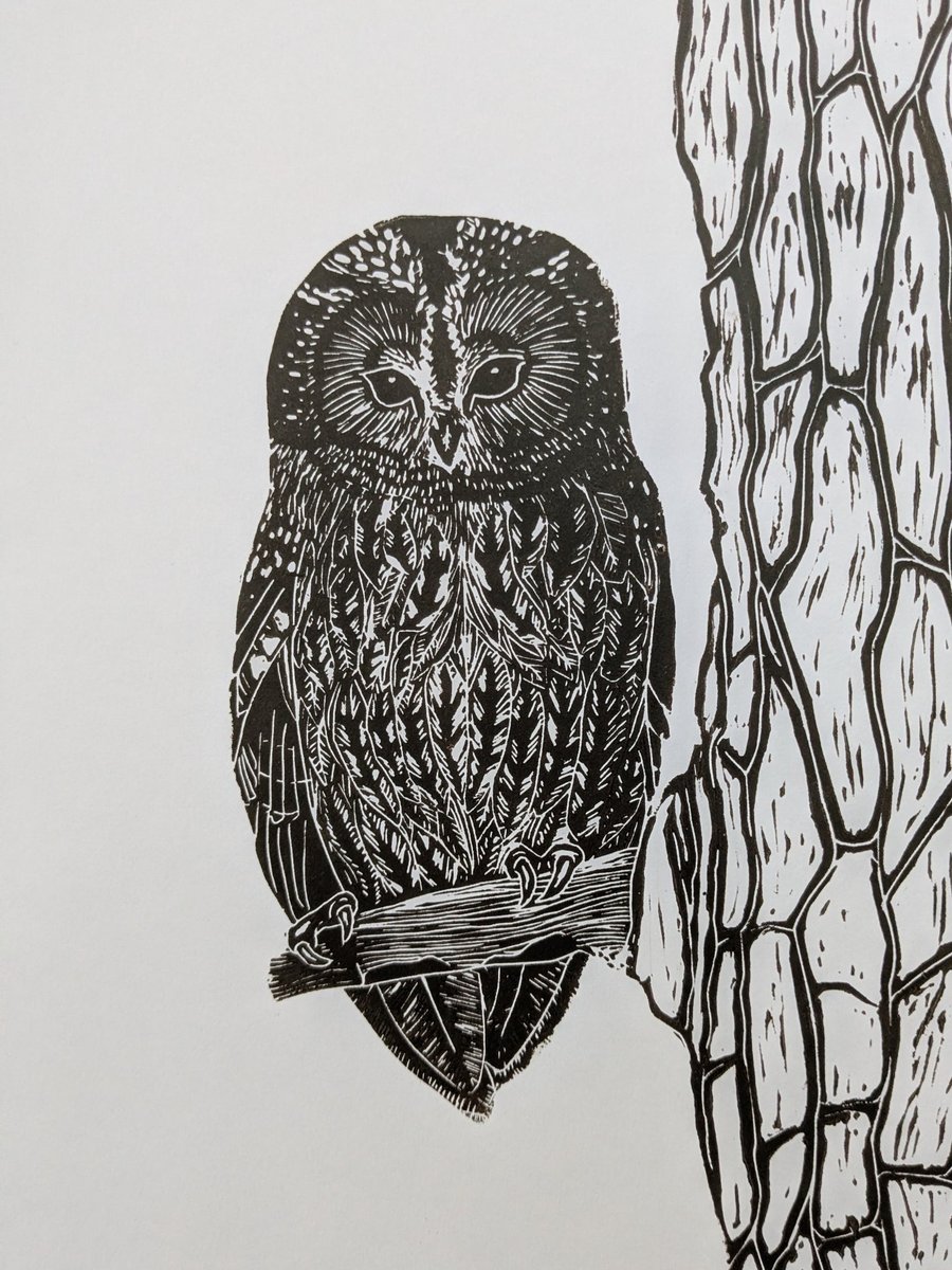 Tawny Owl