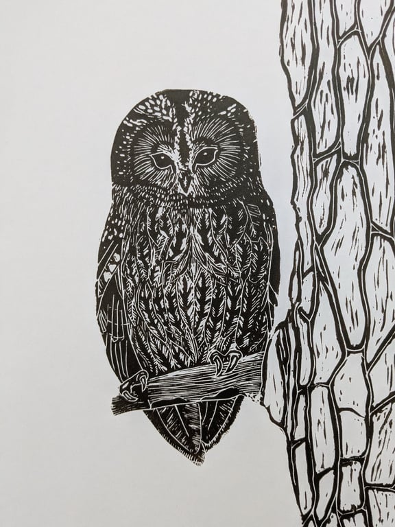 Tawny Owl