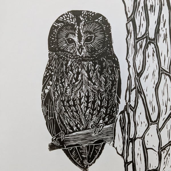 Tawny Owl