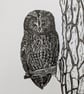 Tawny Owl - Image 1