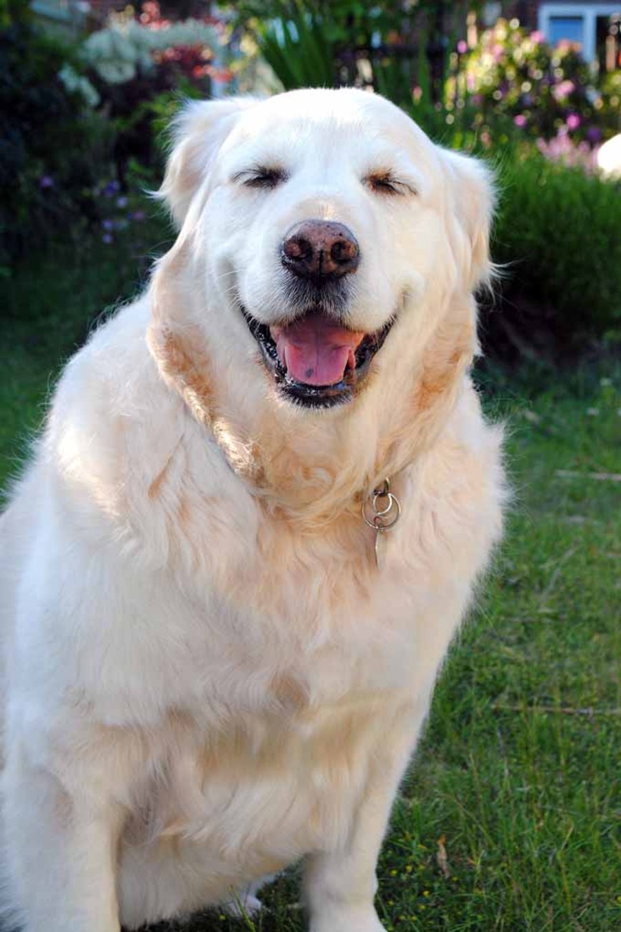 Golden Retriever Dog Canine Portrait Photograph Print