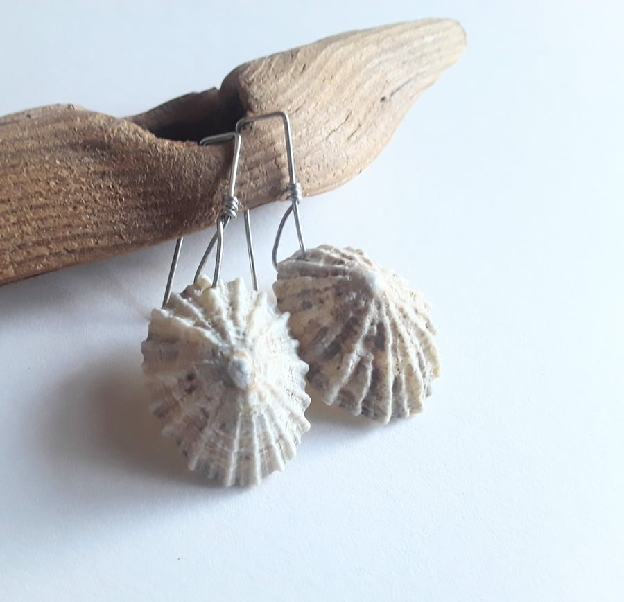 Limpet Shell Earrings 