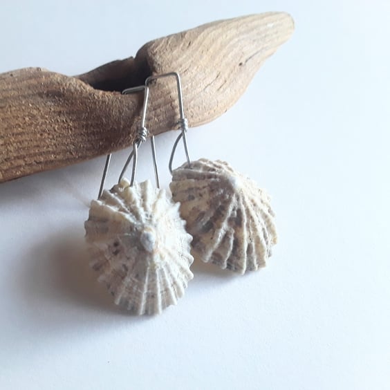 Limpet Shell Earrings 