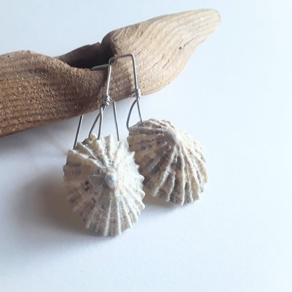 Limpet Shell Earrings 