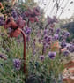 Handmade Rusty Metal Flower Garden Ornament Cottage Garden Plant Stake Daffodil - Image 4