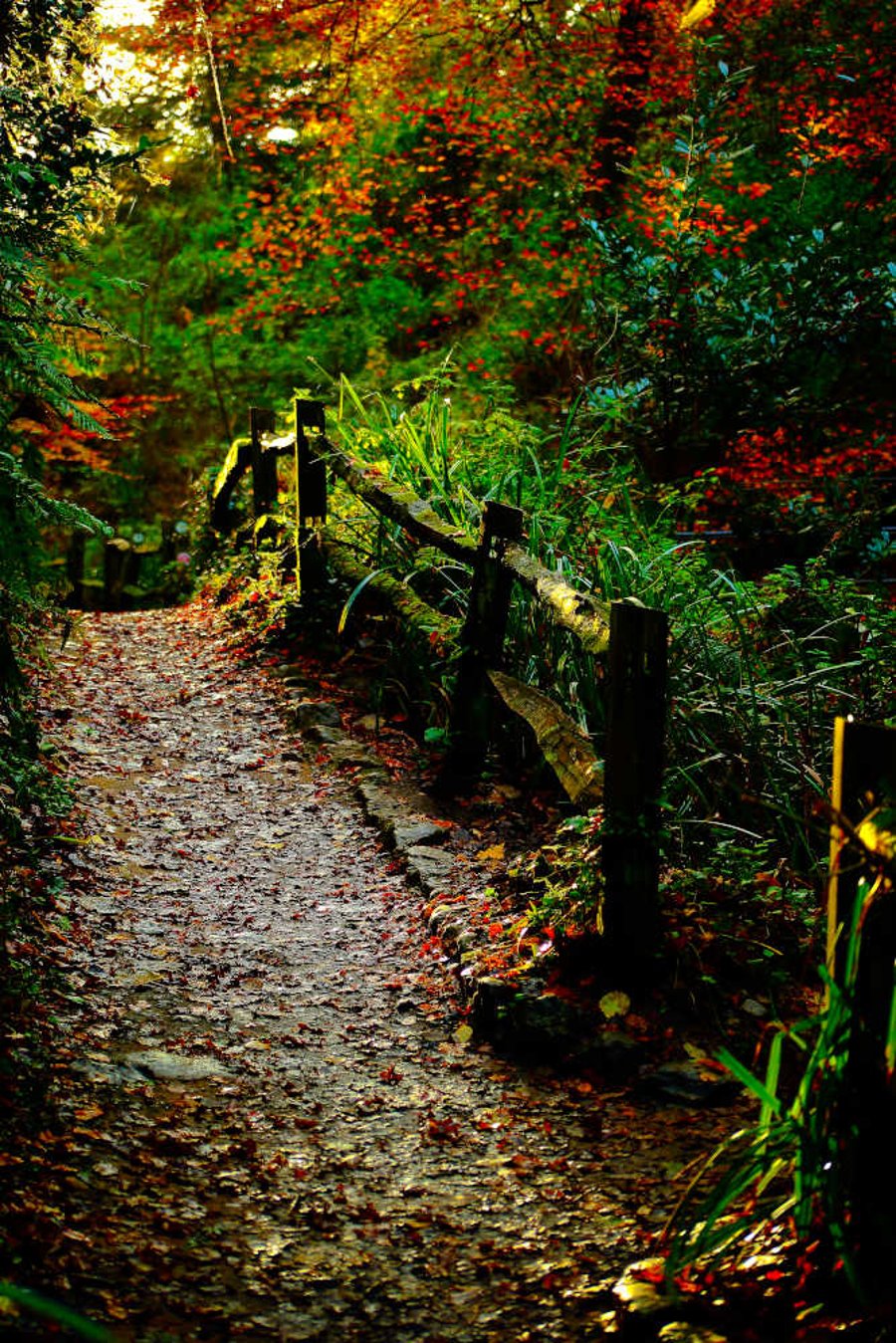 Somerset Picture Yeovil Print Nine Springs Park,Trees Autumn
