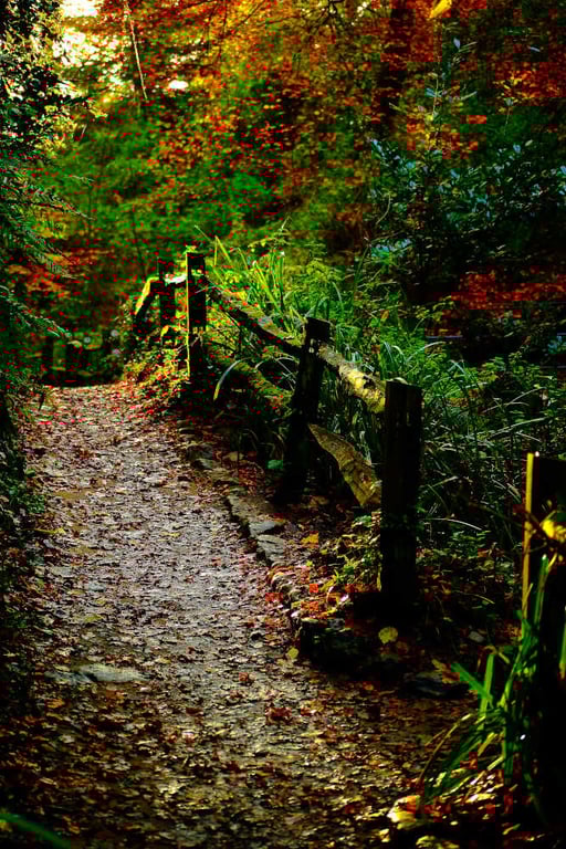 Somerset Picture Yeovil Print Nine Springs Park,Trees Autumn