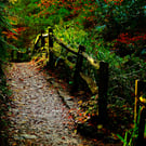 Somerset Picture Yeovil Print Nine Springs Park,Trees Autumn