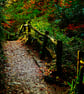 Ninesprings Park Autumn Woodland Print - Yeovil Somerset Wall Art - Image 1