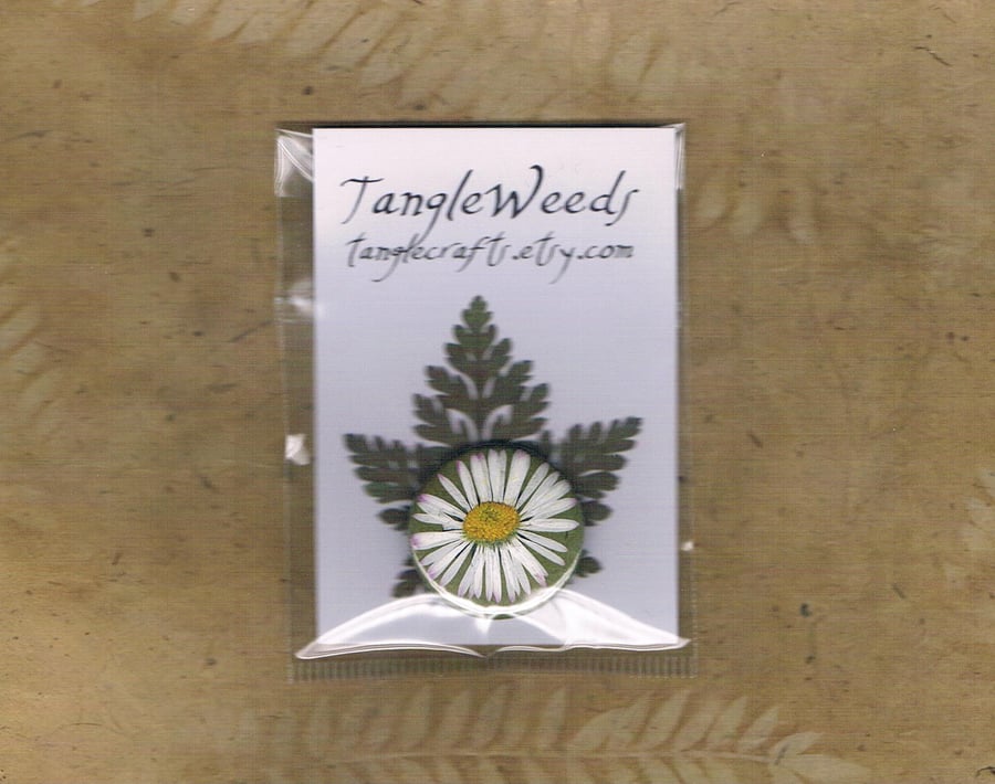 DAISY BADGE - common garden daisy, pressed flower pinback button badge