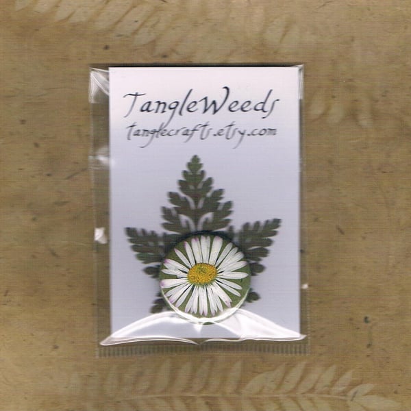 DAISY BADGE - common garden daisy, pressed flower pinback button badge