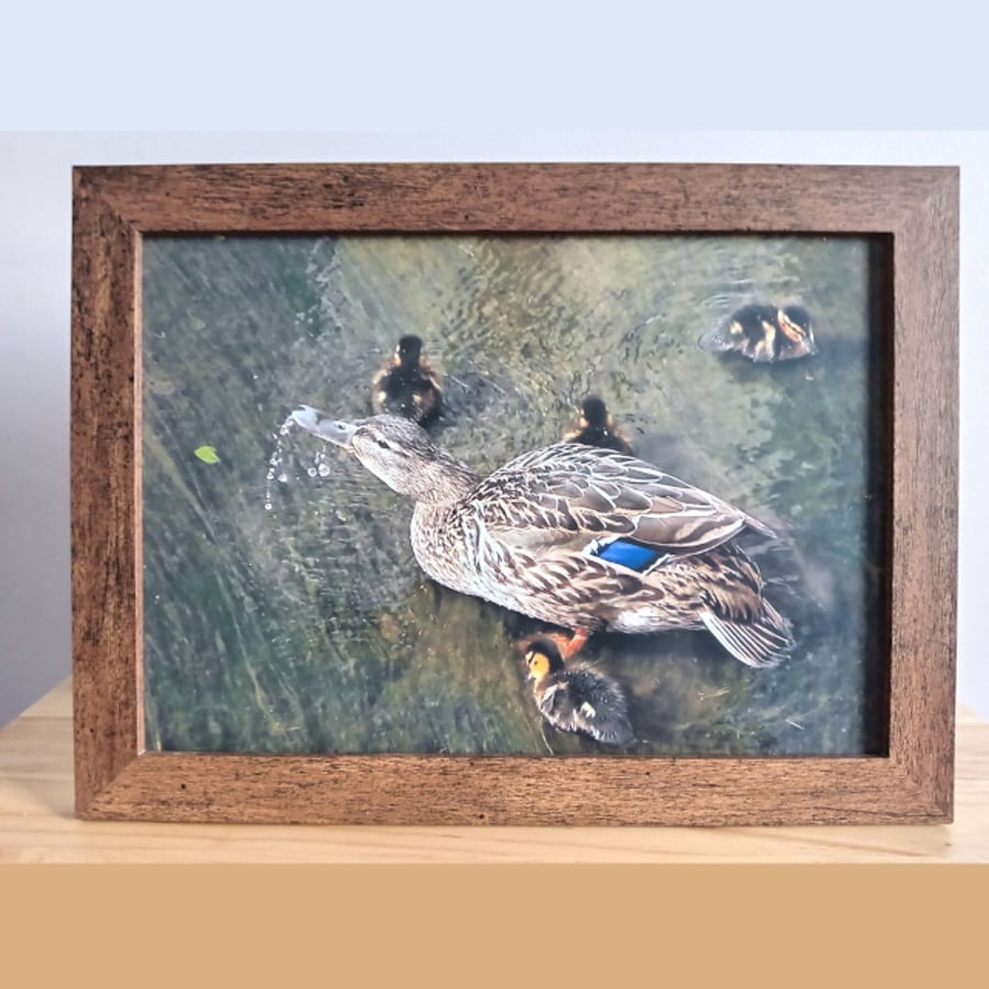Mother with ducklings