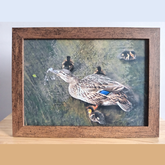 Mother with ducklings