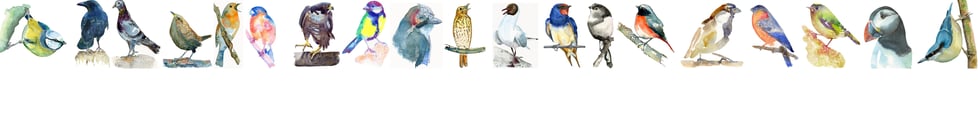 Sean Harrison Bird Art