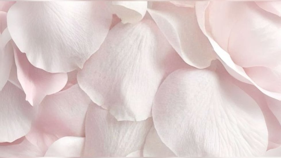 The Forever Petals Company