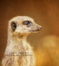 Exclusive Handmade Meerkat Greetings Card on Archive Photo Paper - Image 2