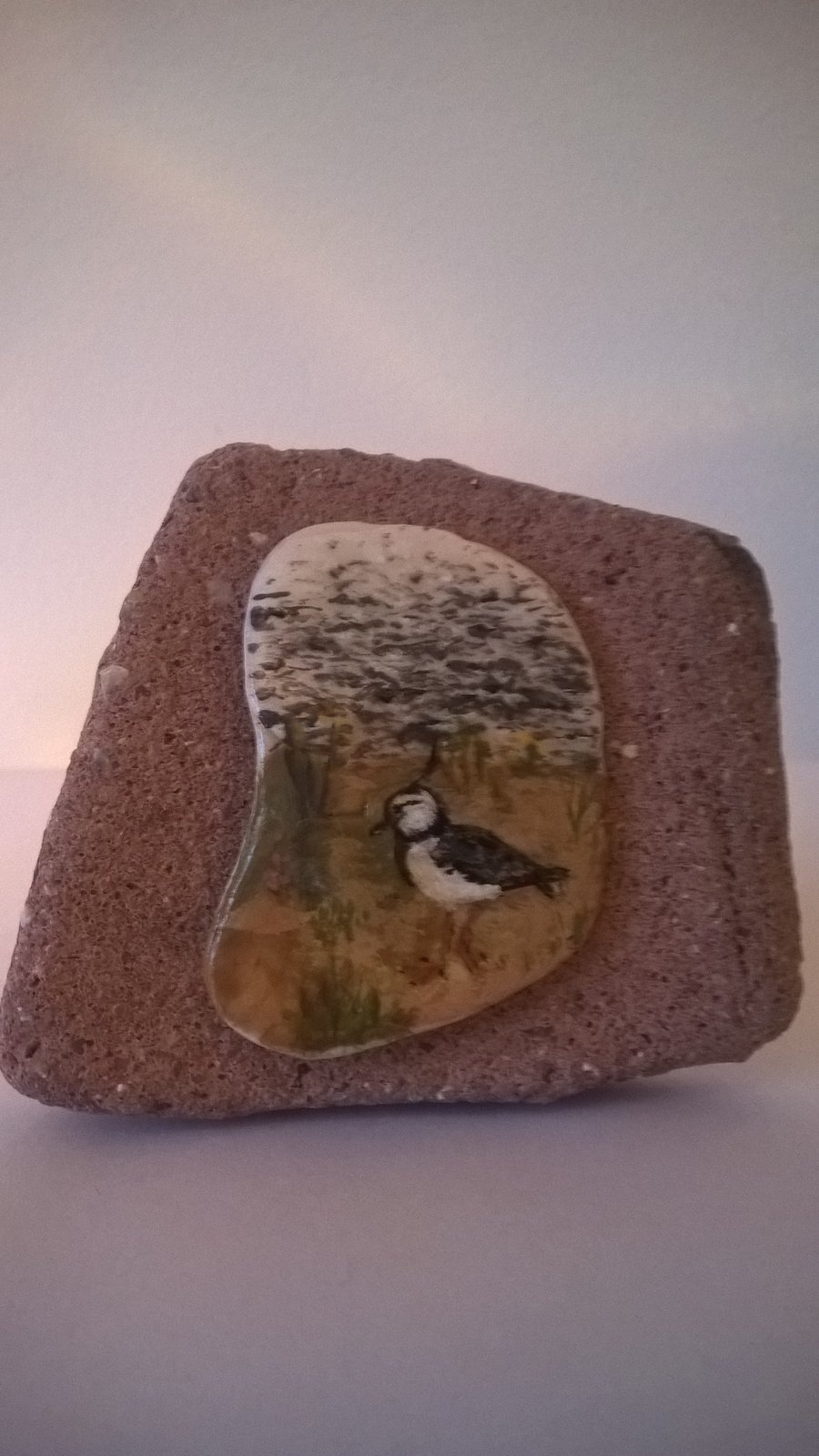 lapwing painted shell