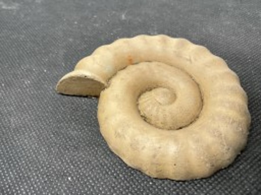  2-14  Ammonite Hand-CastFossil  detailed reconstituted stone ammonites design 