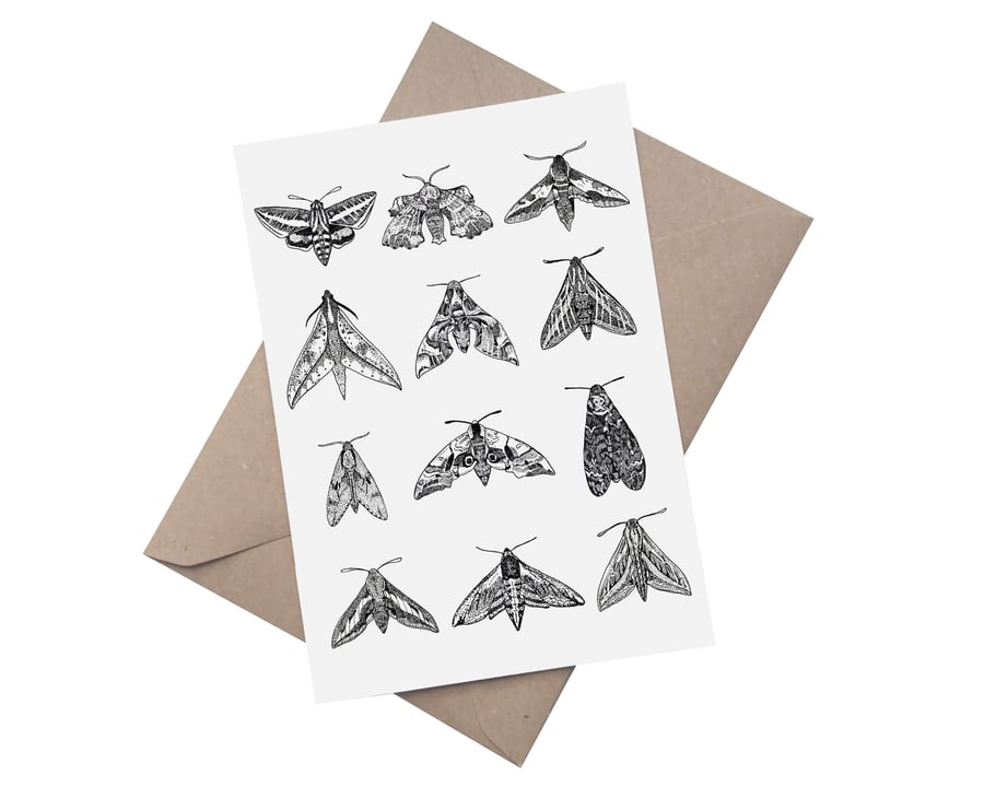 Hawk Moths:  A5 Blank Greetings Card 