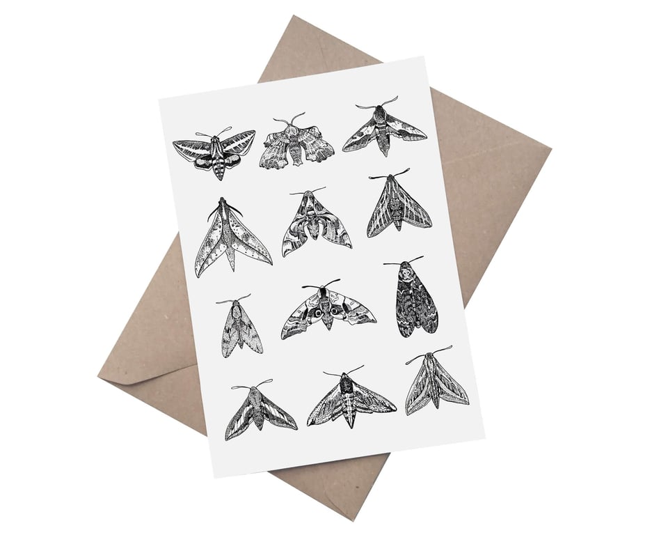 Hawk Moths:  A5 Blank Greetings Card 