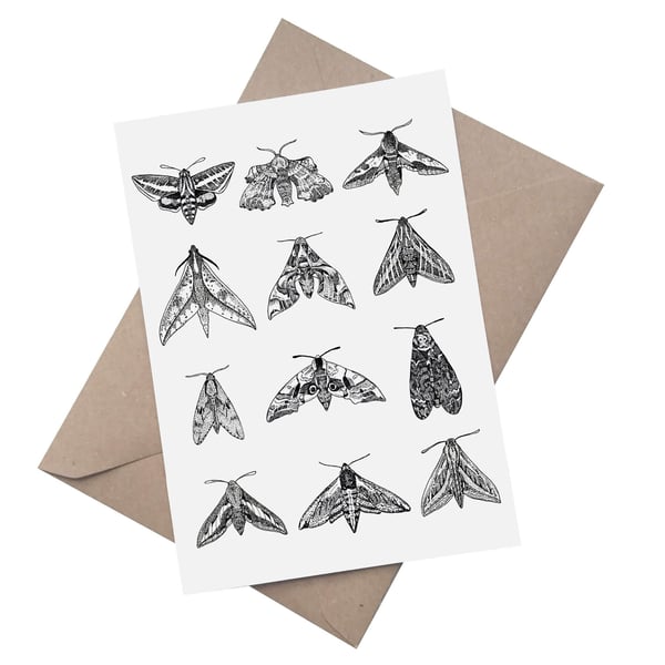 Hawk Moths:  A5 Blank Greetings Card 