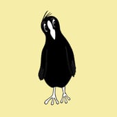 Coot Cards