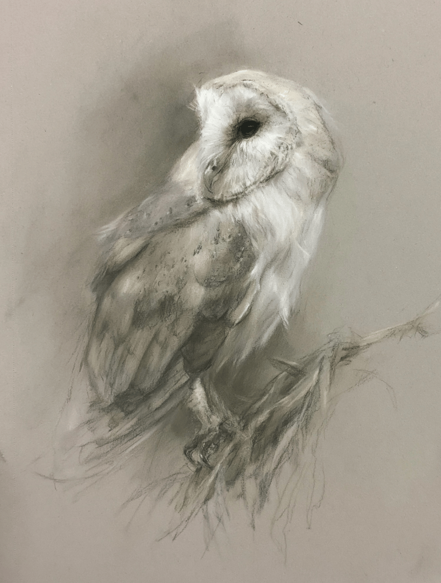 Original Barn Owl Pastel Portrait, Size A4