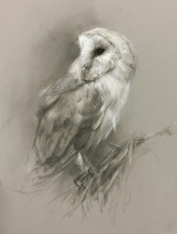 Original Barn Owl Pastel Portrait, Size A4