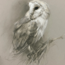 Original Barn Owl Pastel Portrait, Size A4