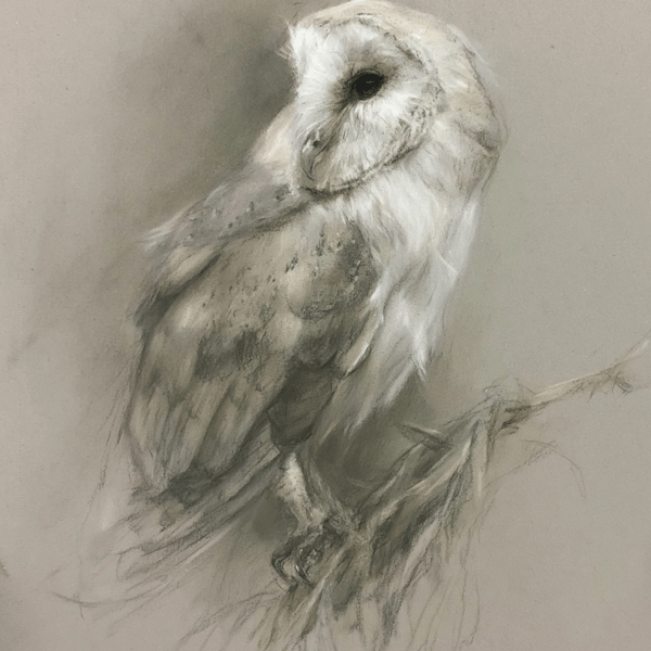 Original Barn Owl Pastel Portrait, Size A4