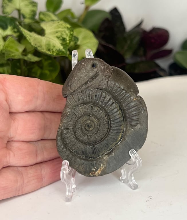 Snakestones or Serpent Stone Genuine Whitby Ammonite Dac Hand Carved Curio Squid