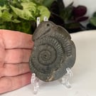 Snakestones or Serpent Stone Genuine Whitby Ammonite Dac Hand Carved Curio Squid
