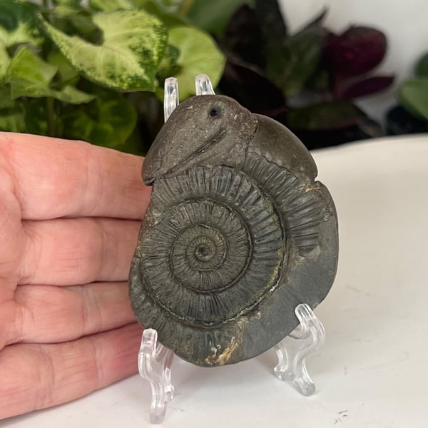 Snakestones or Serpent Stone Genuine Whitby Ammonite Dac Hand Carved Curio Squid