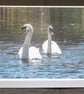 Swan Partners for Life A5 Blank Greetings Card - Image 2