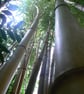 3 Mounted Photos - Bamboo - Image 3