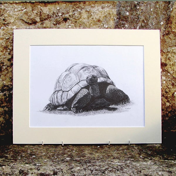 Giant Tortoise Original Graphite Pencil Drawing