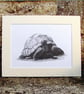 Giant Tortoise Original Graphite Pencil Drawing - Image 1