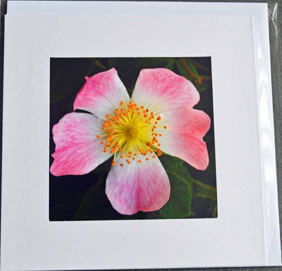 large greetings card - floral photographic