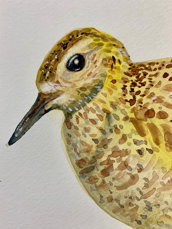 Golden plover bird (original painting)