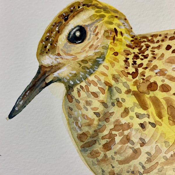 Golden plover bird (original painting)