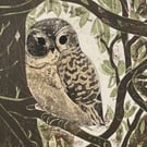 Little Tawny Owlet - Collagraph 
