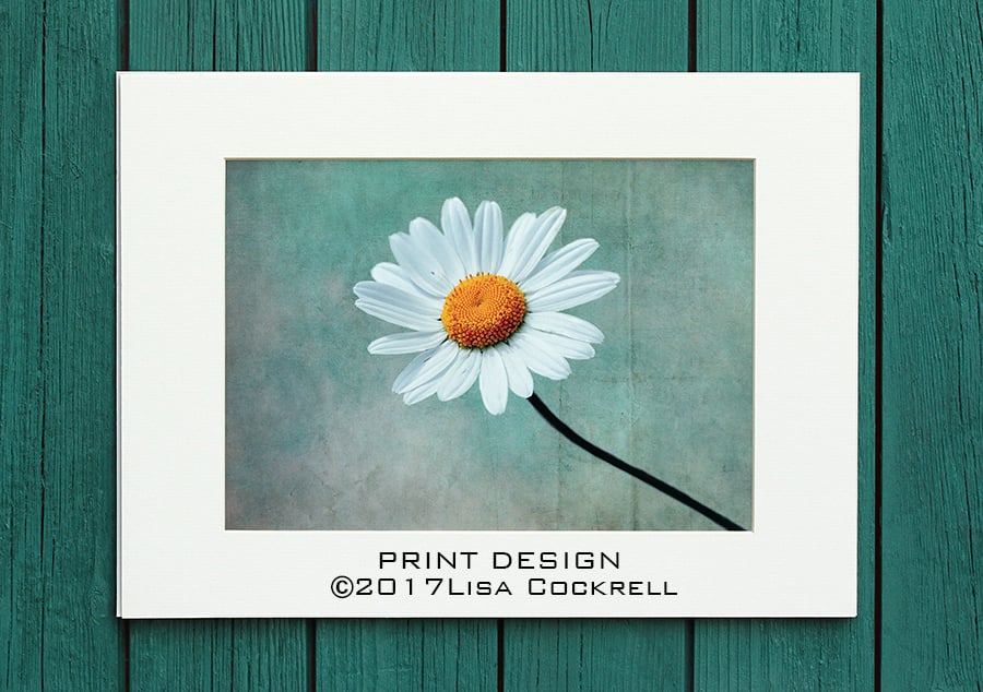 DAISY PRINT (A4 approx) MOUNTED FOR 40 X 30 CM FRAME