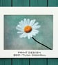 DAISY PRINT (A4 approx) MOUNTED FOR 40 X 30 CM FRAME - Image 1