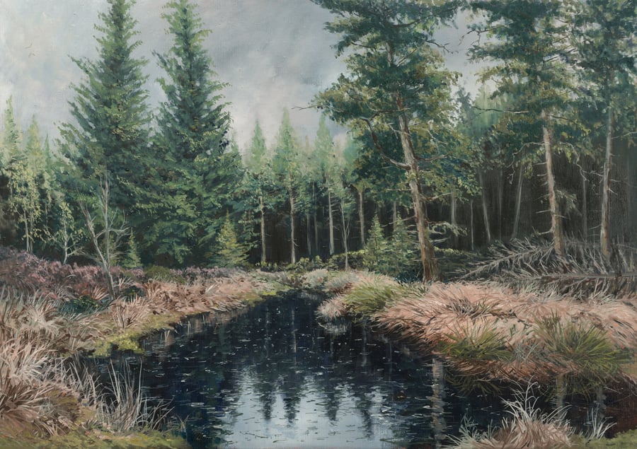 Early Morning Rain - Timble Forest