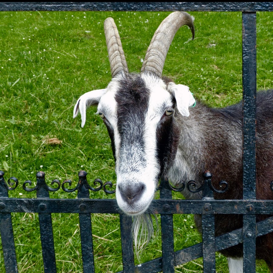 Seconds Sale. End of line. Greetings Card. Friendly goat at a farm gate. 