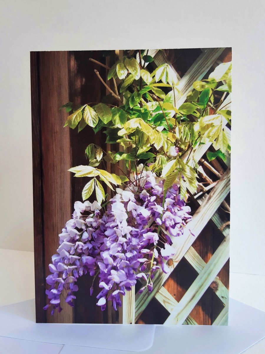 Wisteria - greeting card